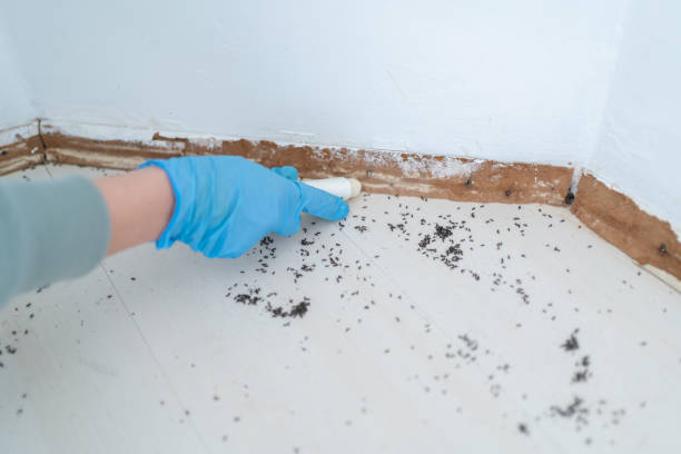 Best Flea Control Services  in Fremont, NC